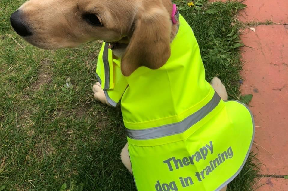 Dog in hi-viz 'Therapy dog in training' vest
